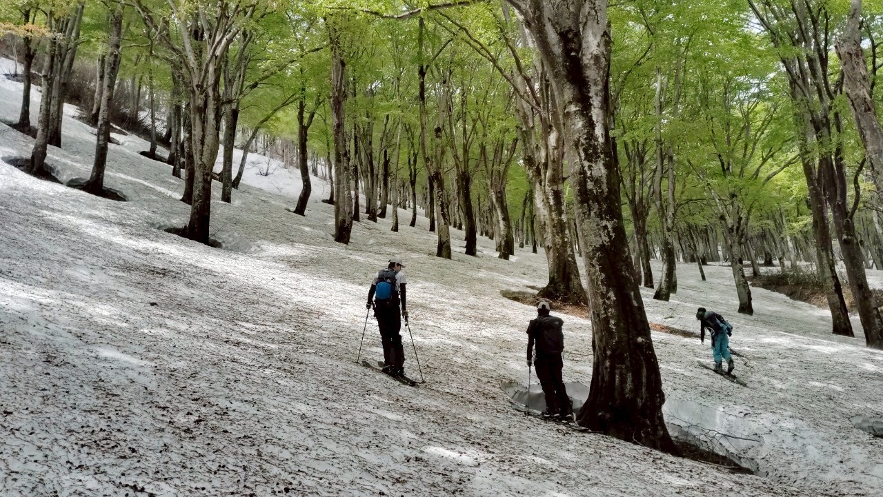 【鍋倉山】5月でも滑れる!朝活で行けちゃう新緑のブナの森